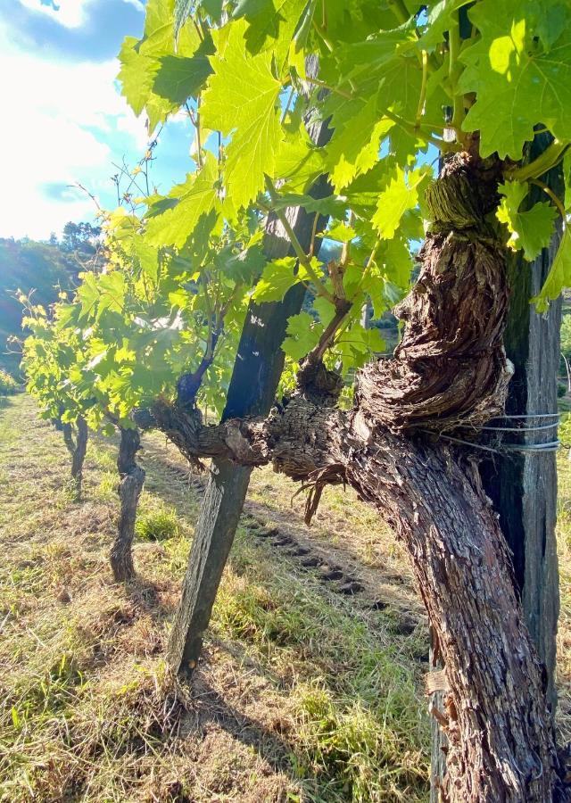 Private Douro- Quinta Das Susandas Mesao Frio Luaran gambar